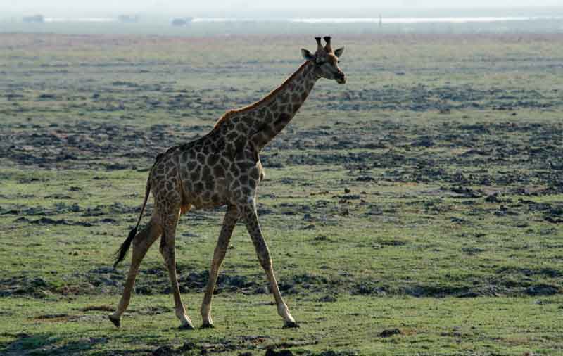 Jirafa - parque nacional de Chobe - Botswana 3.jpg